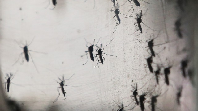 Nincs ellenszere, megelőzni kell(ene) a Zika-vírus fertőzést