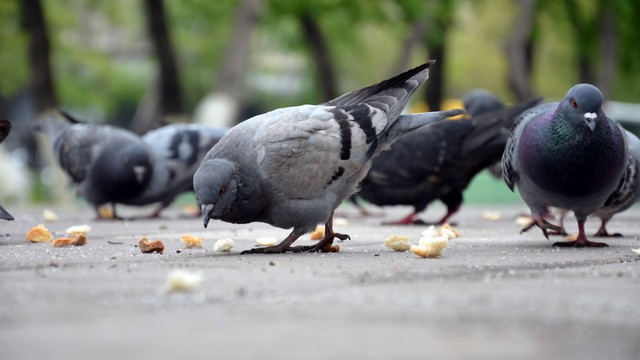 Elhiszed azt, hogy a galambok nálunk jobb befektetők?