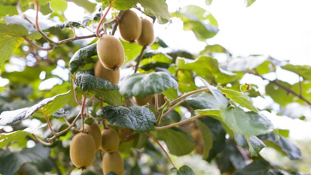 Felfuttatná a hazai kivi- és fügetermesztést az agrártárca