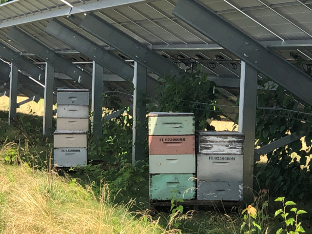 Olyan csodát tehet a napenergia a méhekkel, amivel mindenki nyerhet